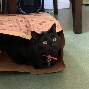 Meet your Posher, Rebecca